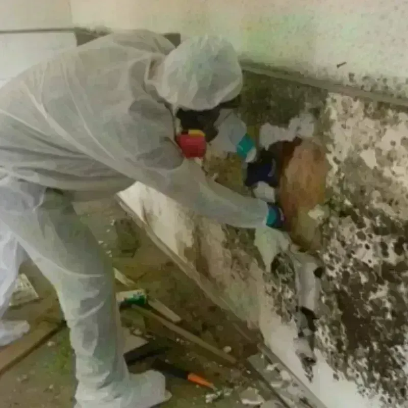 Mold Remediation and Removal in Vernon, NY